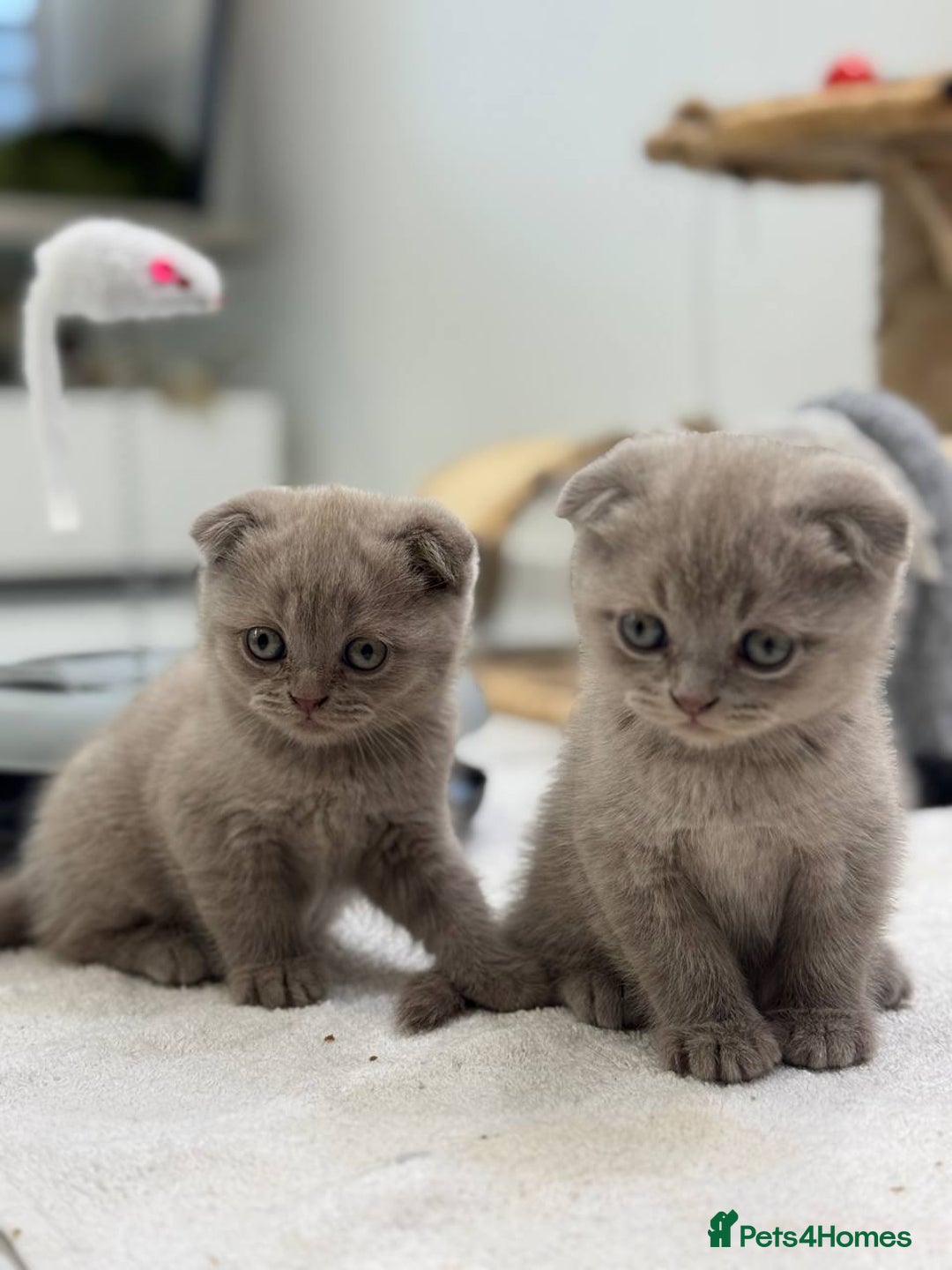 Scottish Fold cats for sale: Amazing Lilac Scottish Fold Kittens - Image 2