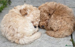 Toy Poodle dogs for sale: Toy poodle puppies ready now. Aberdeenshire - Image 2