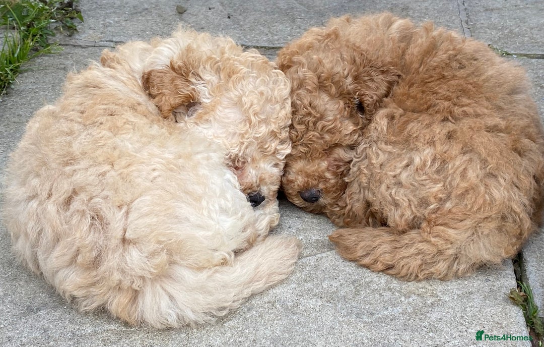 Toy Poodle dogs for sale: Toy poodle puppies ready now. Aberdeenshire - Image 2