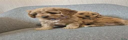 Cavapoo dogs for sale: Cavapoo in Dundee - Advert 2