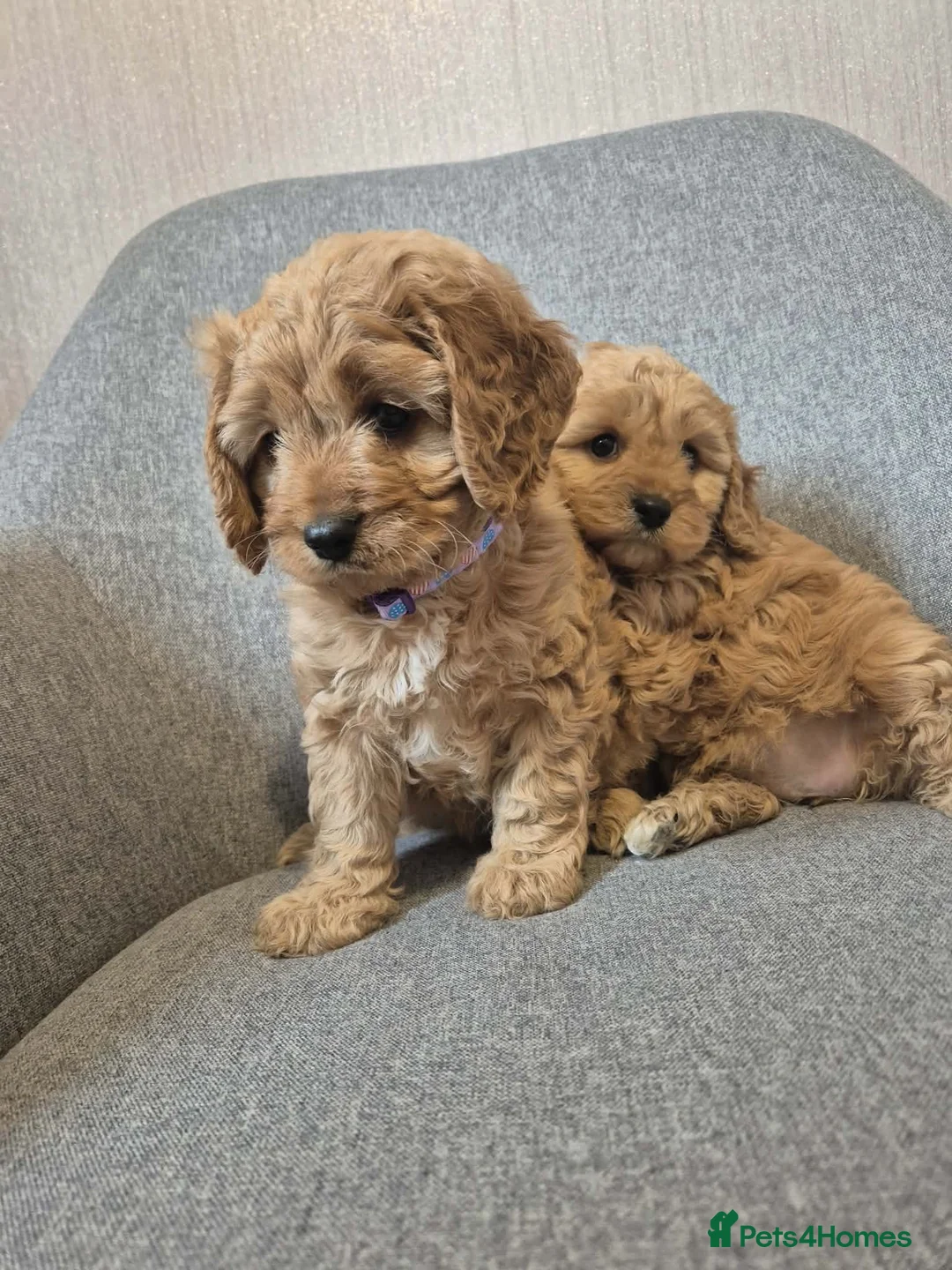 Cavapoo dogs for sale: Cavapoo in Dundee - Advert 2