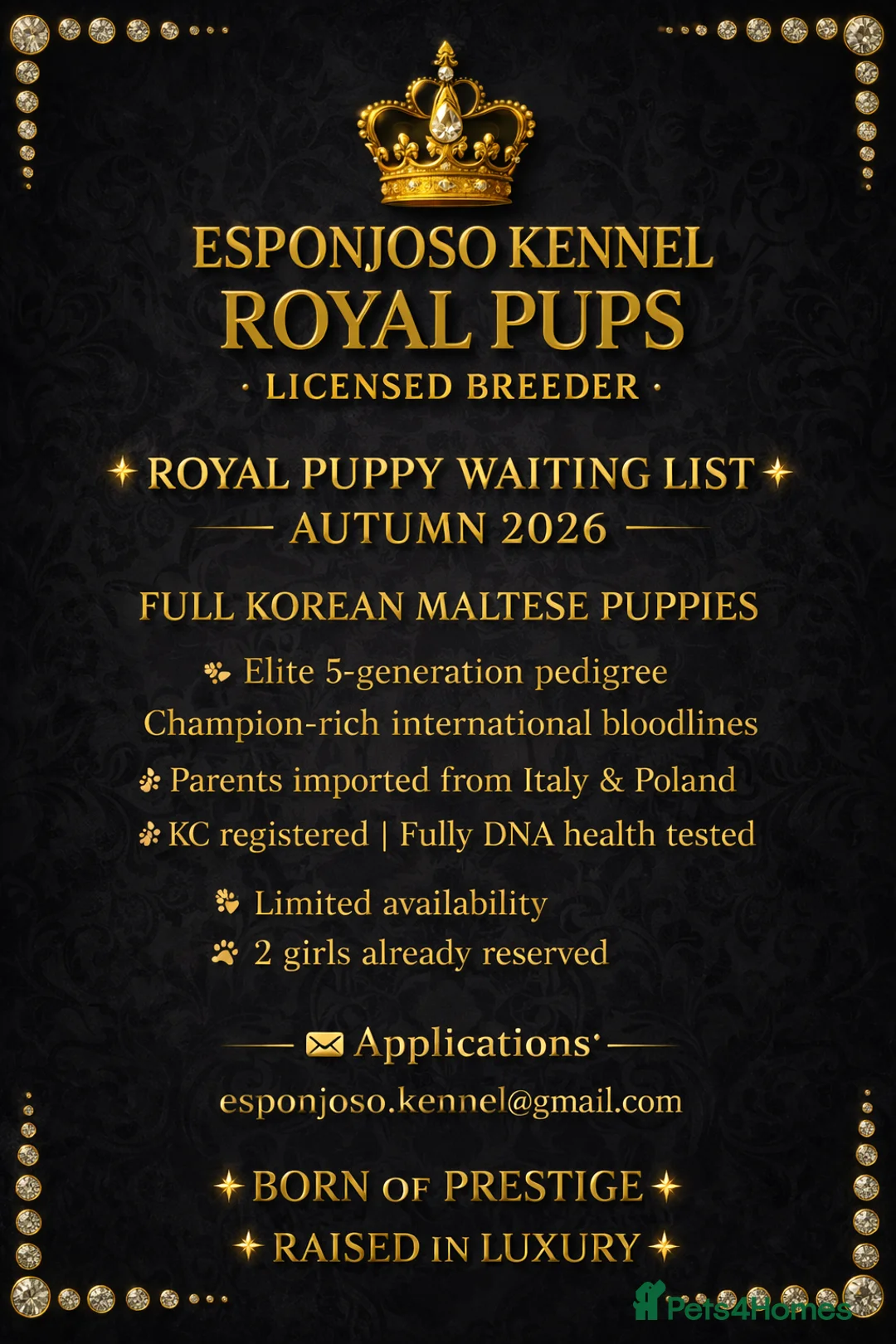 Maltese dogs for stud: 👑Exquisite KC Korean Maltese Stud DNA Clear👑 - Advert 5