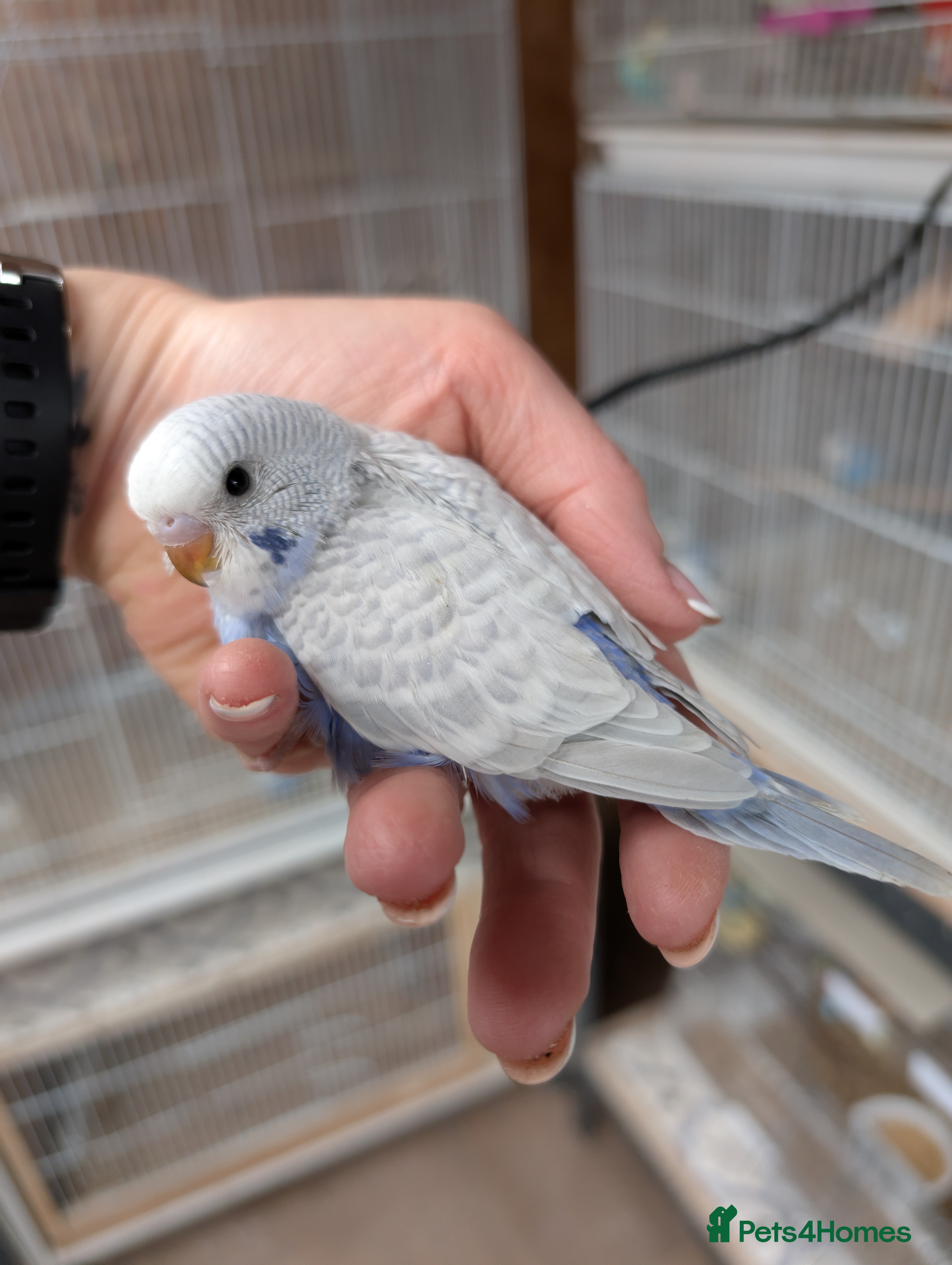 Budgerigars birds Hand tame baby budgies in Sutton-in-Ashfield - Advert 2
