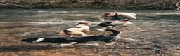 English Springer Spaniel dogs for sale: Springer spaniel in Church Stretton - Advert 5