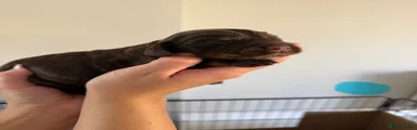 Cocker Spaniel 3