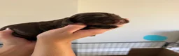 Cocker Spaniel dogs for sale: Outstanding cocker spaniel puppies in Leeds - Advert 6