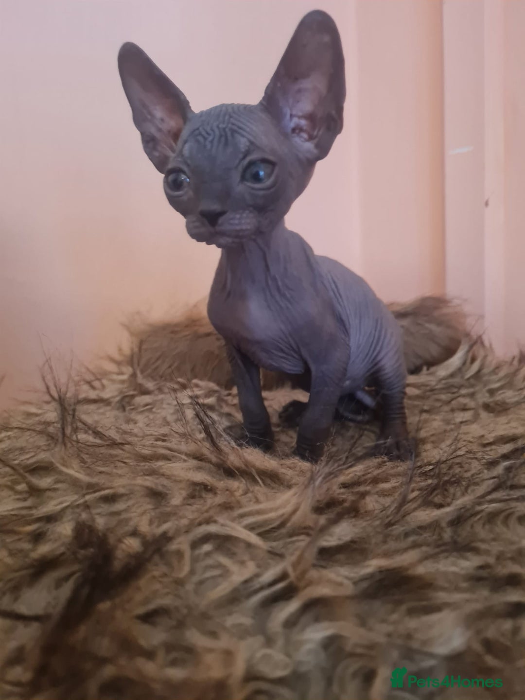 Sphynx cats for sale: Sphynx kittens - Image 13