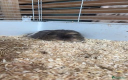 Guinea Pig rodents for sale: Three guinea pigs for sale  - Image 1