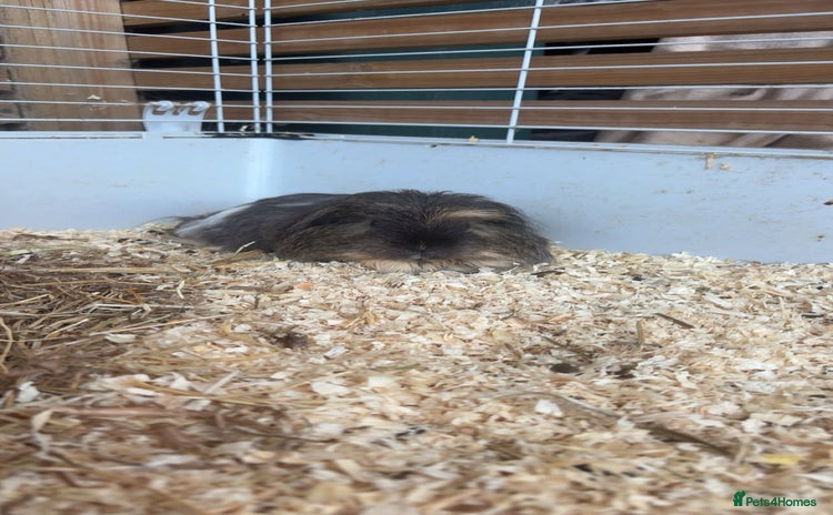 Guinea Pig rodents - Advert 1