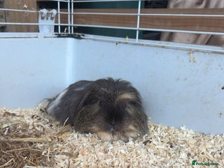 Guinea Pig rodents for sale - Advert 1