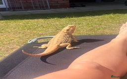 Bearded Dragon reptiles for sale: Bearded dragon and full set up  - Image 6