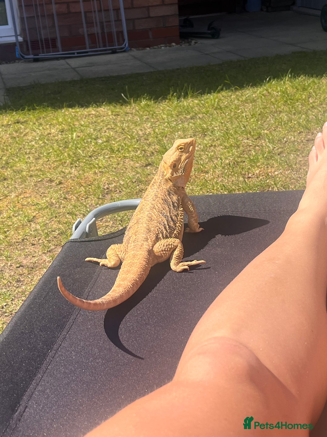 Bearded Dragon reptiles for sale: Bearded dragon and full set up  - Image 6