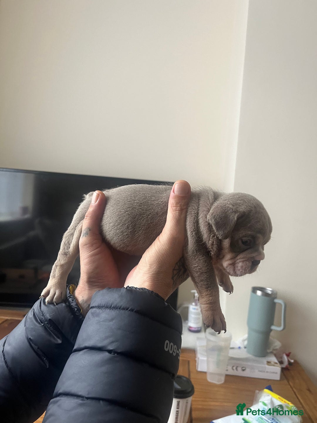 English Bulldog dogs for sale: English Bulldogs  - Image 25