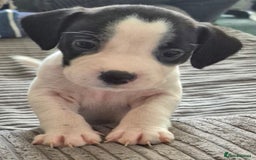 Mixed Breed dogs for sale: 6 very loved puppies - Image 11
