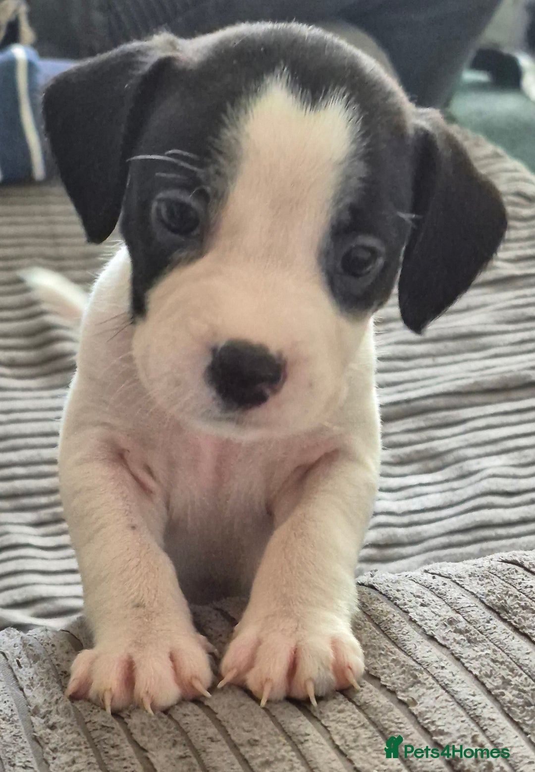 Mixed Breed dogs for sale: 6 very loved puppies - Image 11