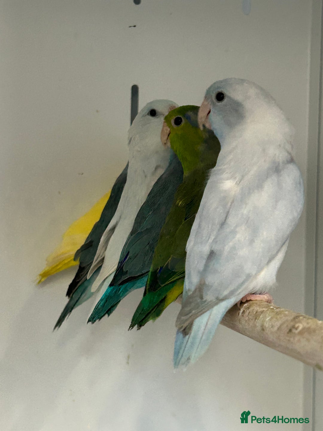 Parakeets birds for sale: Stunning Various Baby Celestial Parrotlets - Advert 3