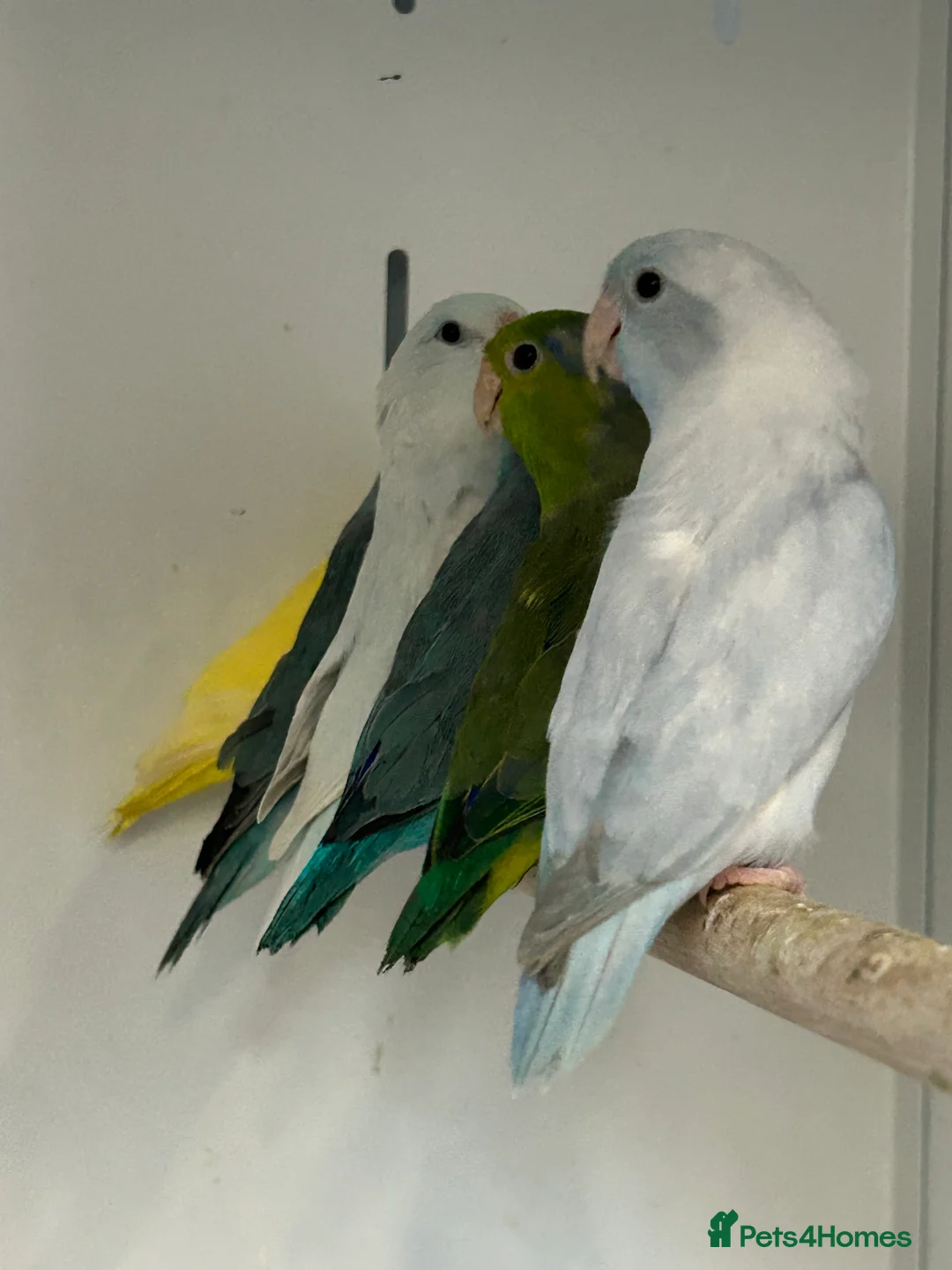 Parakeets birds for sale: Stunning Various Baby Celestial Parrotlets - Advert 3