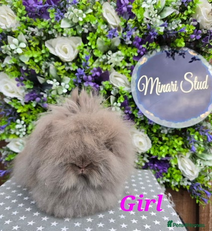 Lionhead rabbits - Advert 1