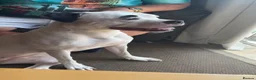 Mixed Breed dogs for sale: Sky American Bulldog crossed - Advert 5