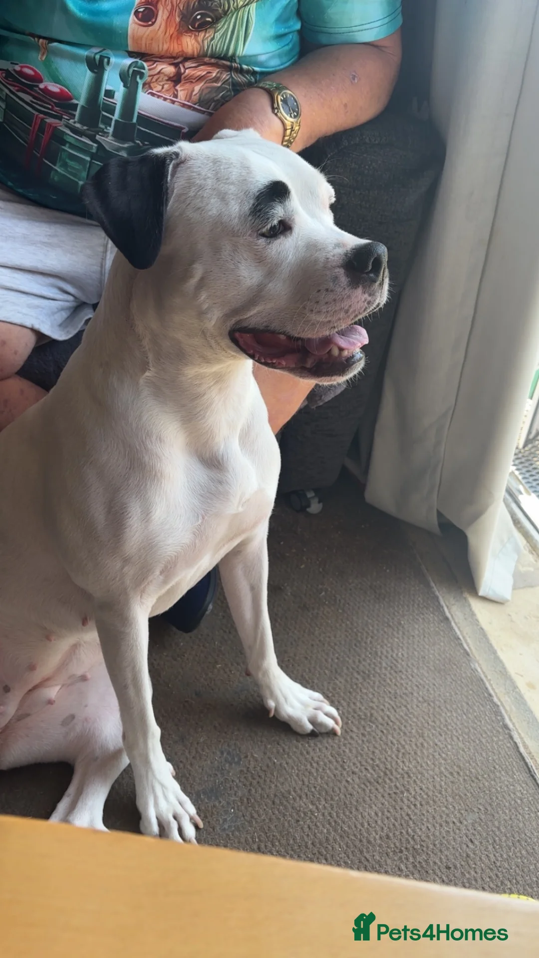 Mixed Breed dogs for sale: Sky American Bulldog crossed - Advert 5