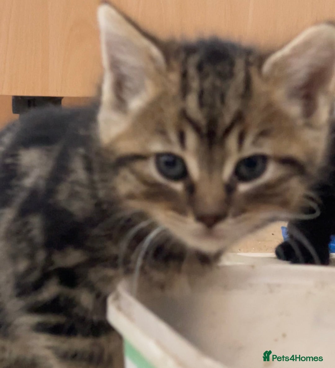 Domestic Shorthair cats for sale: 1 Domestic Shorthair Female Kitten & 1 BlackKitten - Advert 1