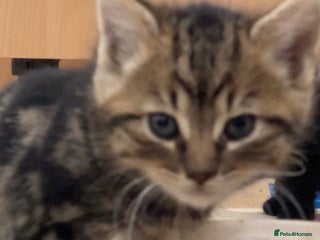 Domestic Shorthair cats 1 Domestic Shorthair Female Kitten & 1 BlackKitten - Advert 1