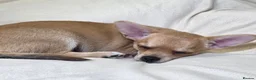 Chihuahua dogs for sale: 🐾Chihuahua Girls ready for forever loving homes - Advert 4