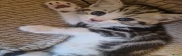British Shorthair cats for sale: British Shorthair Cross Kittens - Advert 15