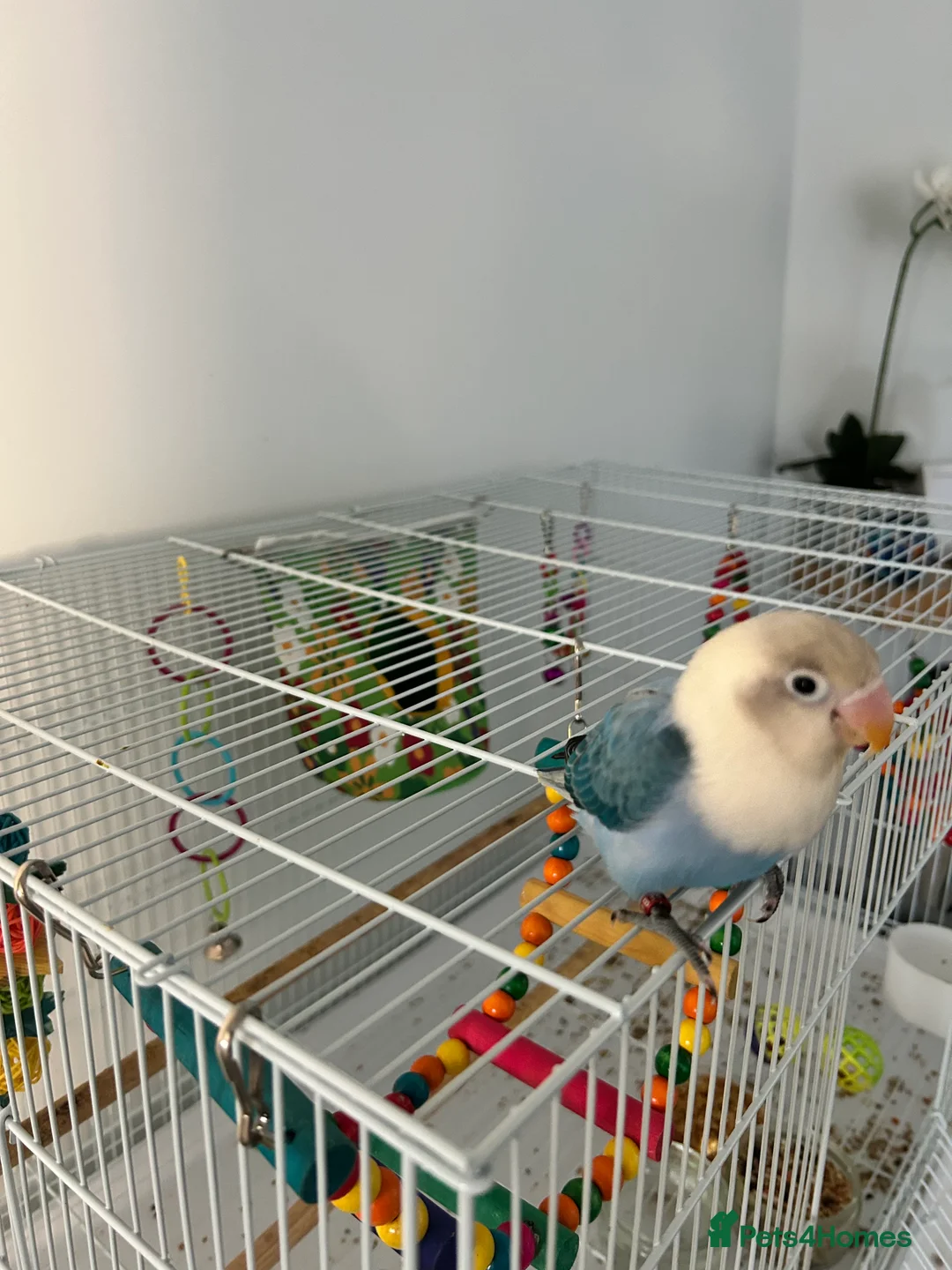 Lovebirds birds for sale: 1 year old opaline female lovebird with cage  - Advert 4