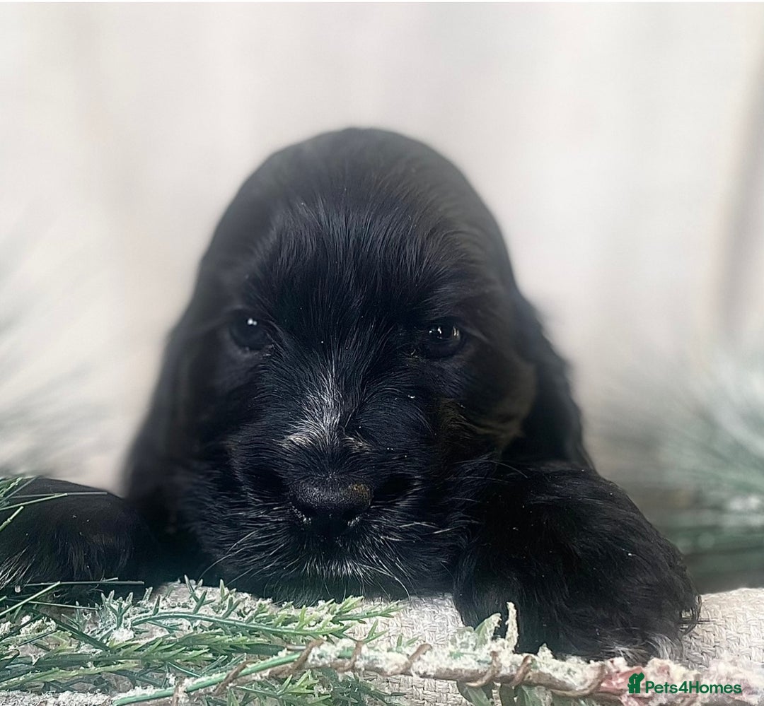 Cocker Spaniel dogs for sale: KC Registered Show Cocker Spaniel Puppies - Advert 11