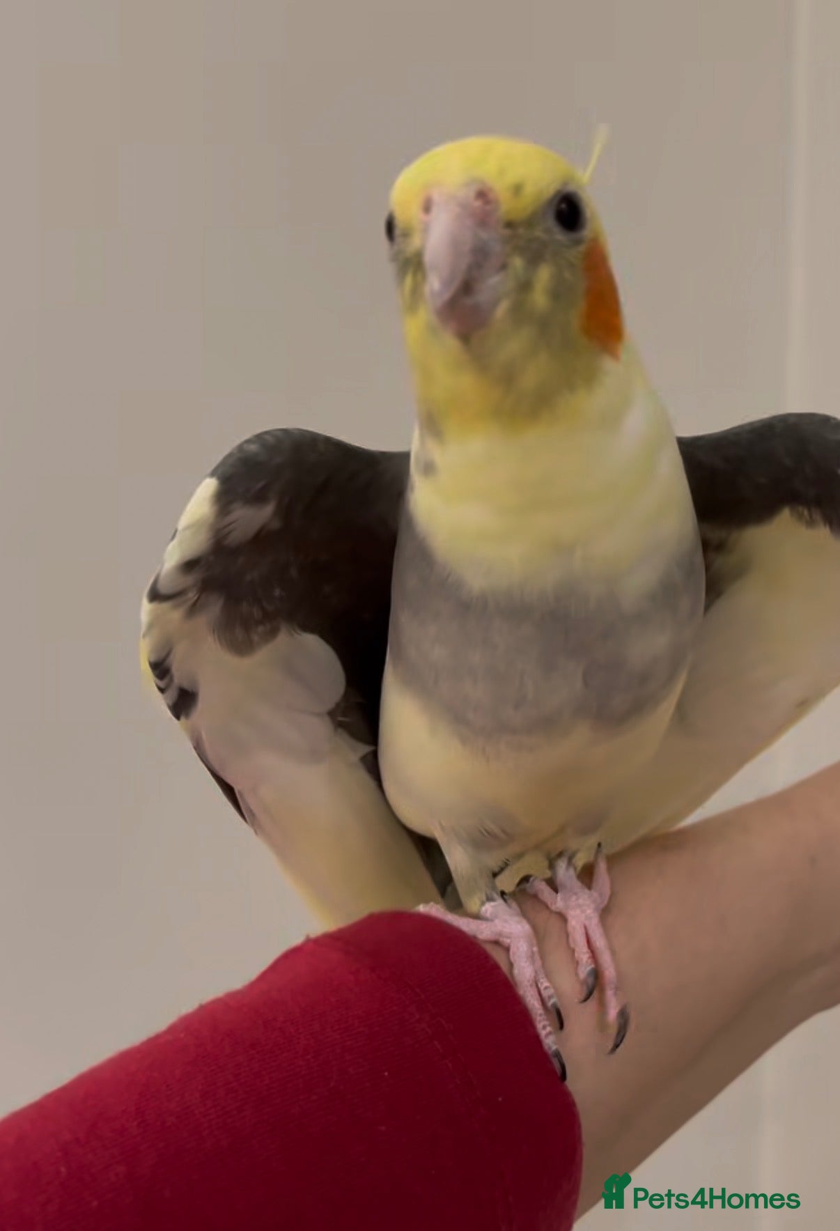 Parrots birds Baby cocktails talking parrot  - Advert 13