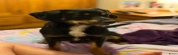 Mixed Breed dogs for sale: Cocker x Australia kelpie  in Chard - Advert 3