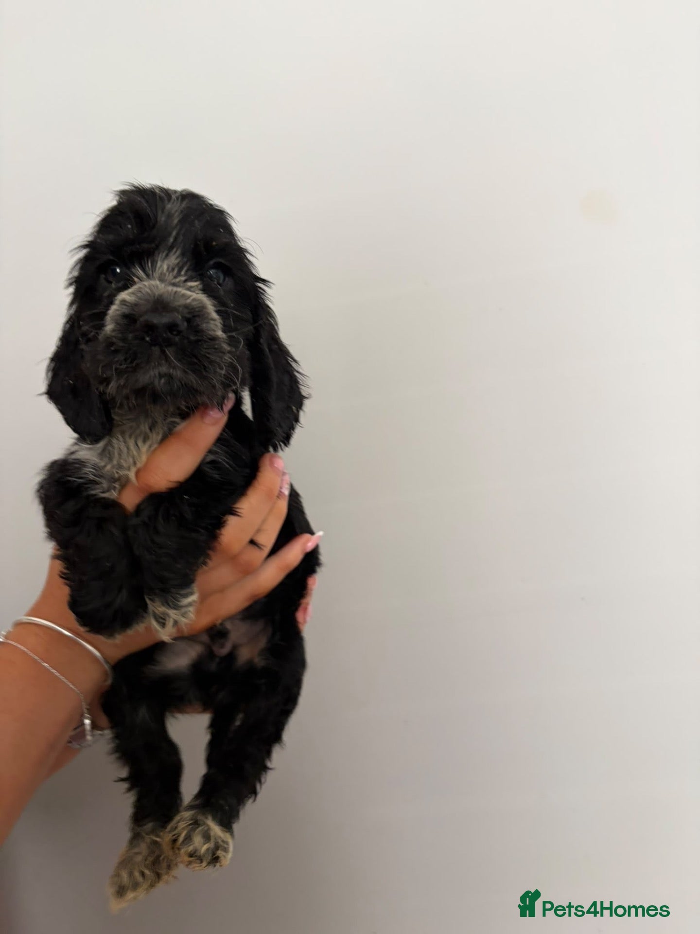 Cocker Spaniel dogs REDUCED! 2 BOY PUPS, KC REG, HEALTH TESTS!! - Advert 1