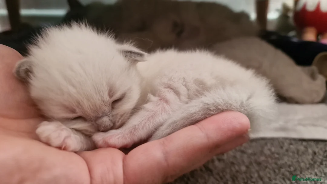 Ragdoll cats for sale: 3 blue point ragdoll kittens for sale in Birmingham - Advert 2