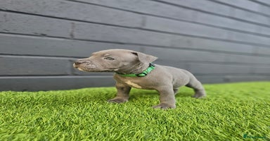 Staffordshire Bull Terrier dogs - Advert 2