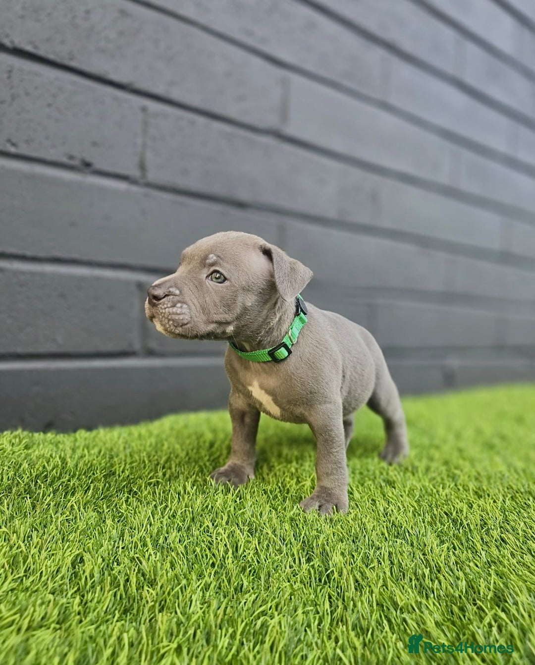 Staffordshire Bull Terrier dogs for sale: Blue Staffordshire Bull Terrier Champion Pups - Image 2