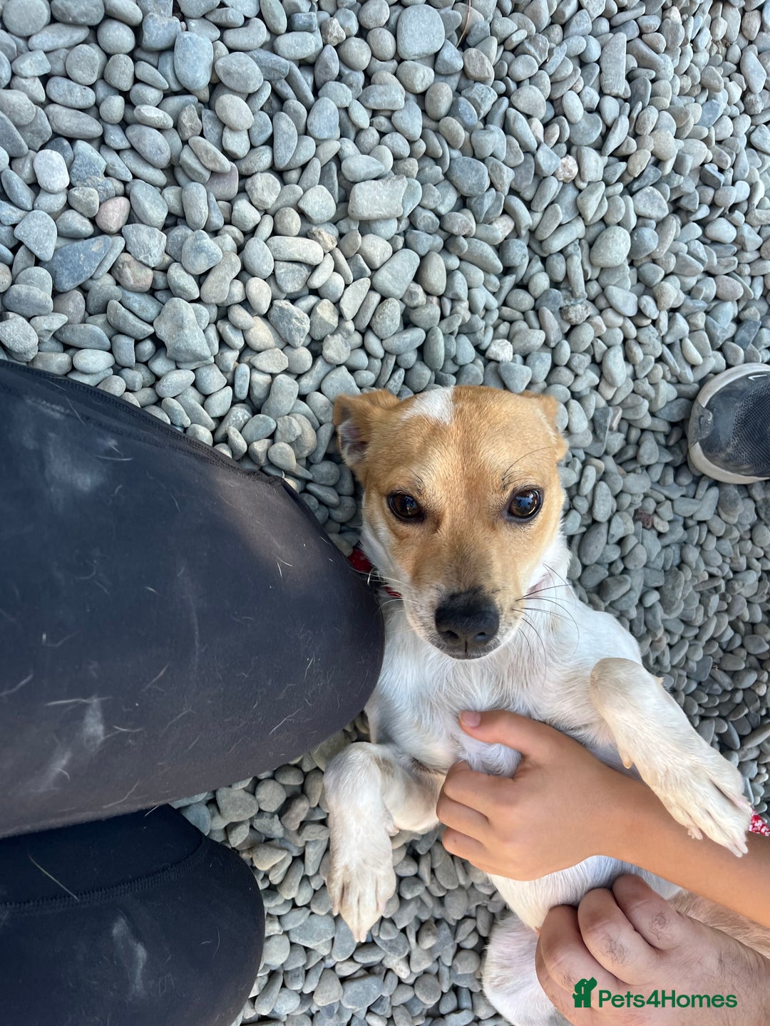 Mixed Breed dogs for adoption: Jeff is waiting for his forever  - Advert 5