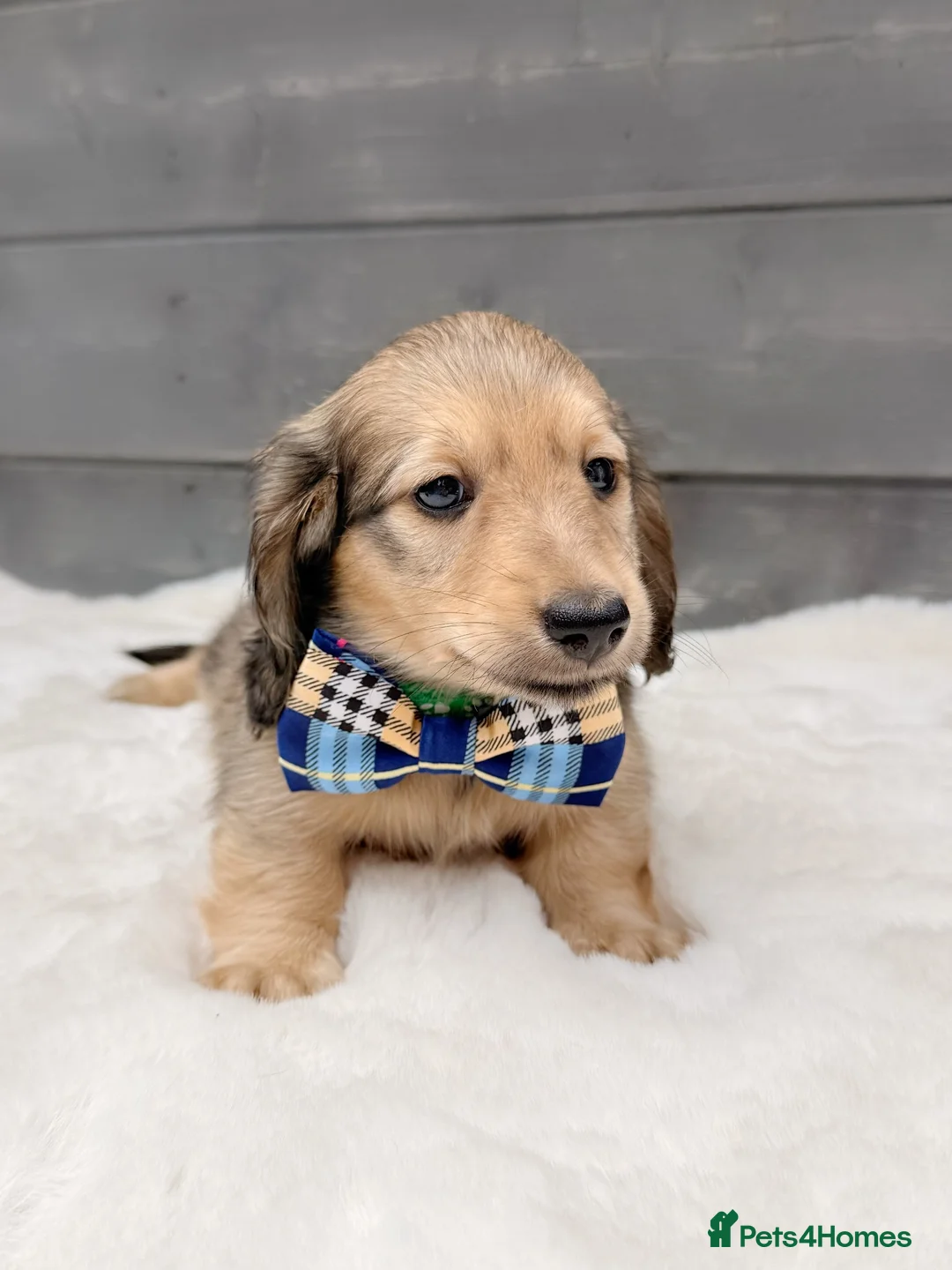 Miniature Dachshund dogs for sale: Miniature dachshund shaded cream longhaired pups - Advert 8