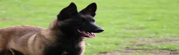 Belgian Shepherd Dog dogs for sale: Black mask mali pup - Advert 8