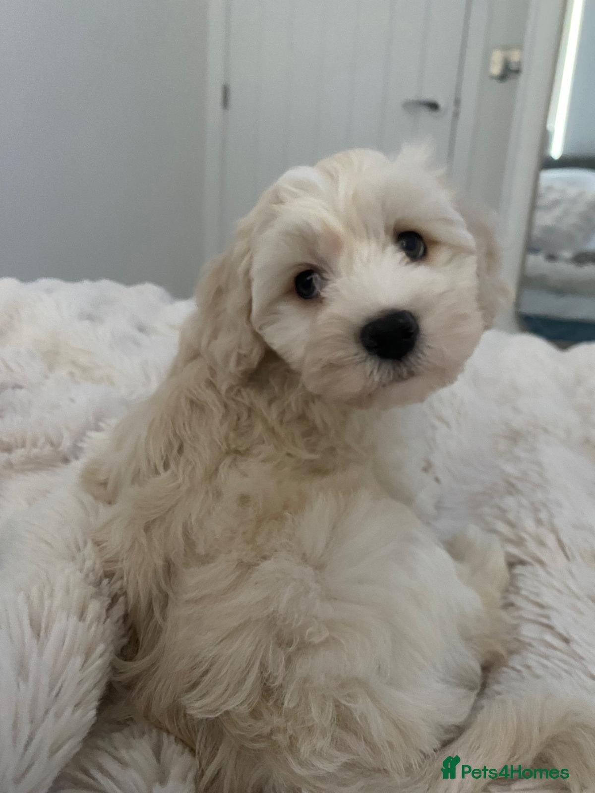 Maltipoo dogs 💙 last Stunning Maltipoo boy ready now  💙 - Advert 2