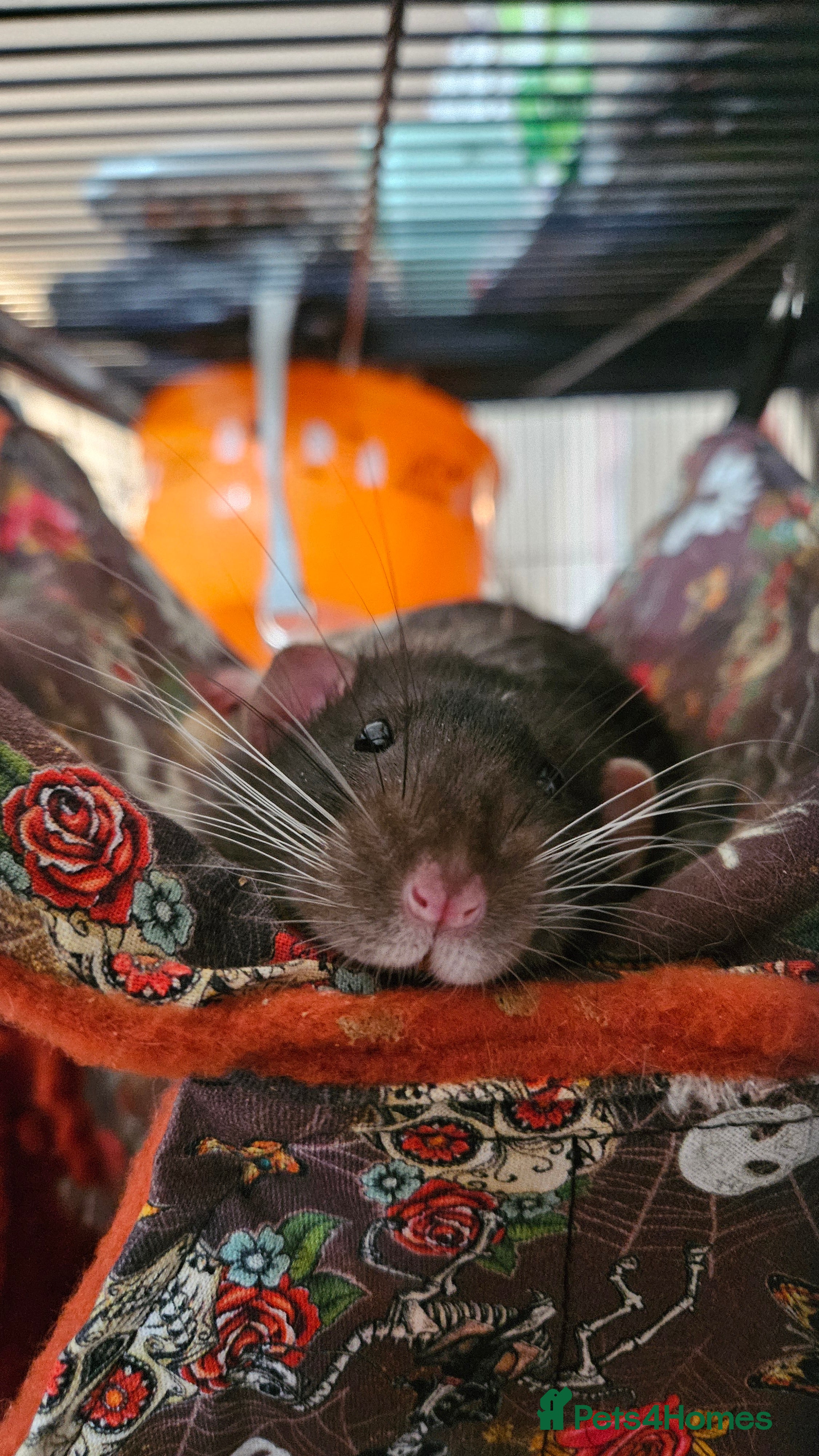 Rat rodents X3 Male Rats &amp; Cage (cage can be sold seperately) - Advert 20