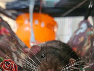 Rat rodents X3 Male Rats & Cage (cage can be sold seperately) - Advert 1