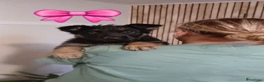 German Shepherd 2