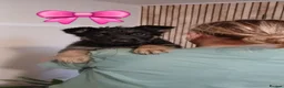 German Shepherd dogs for sale: 💥 6 chunky German shepard's 💥 - Advert 7