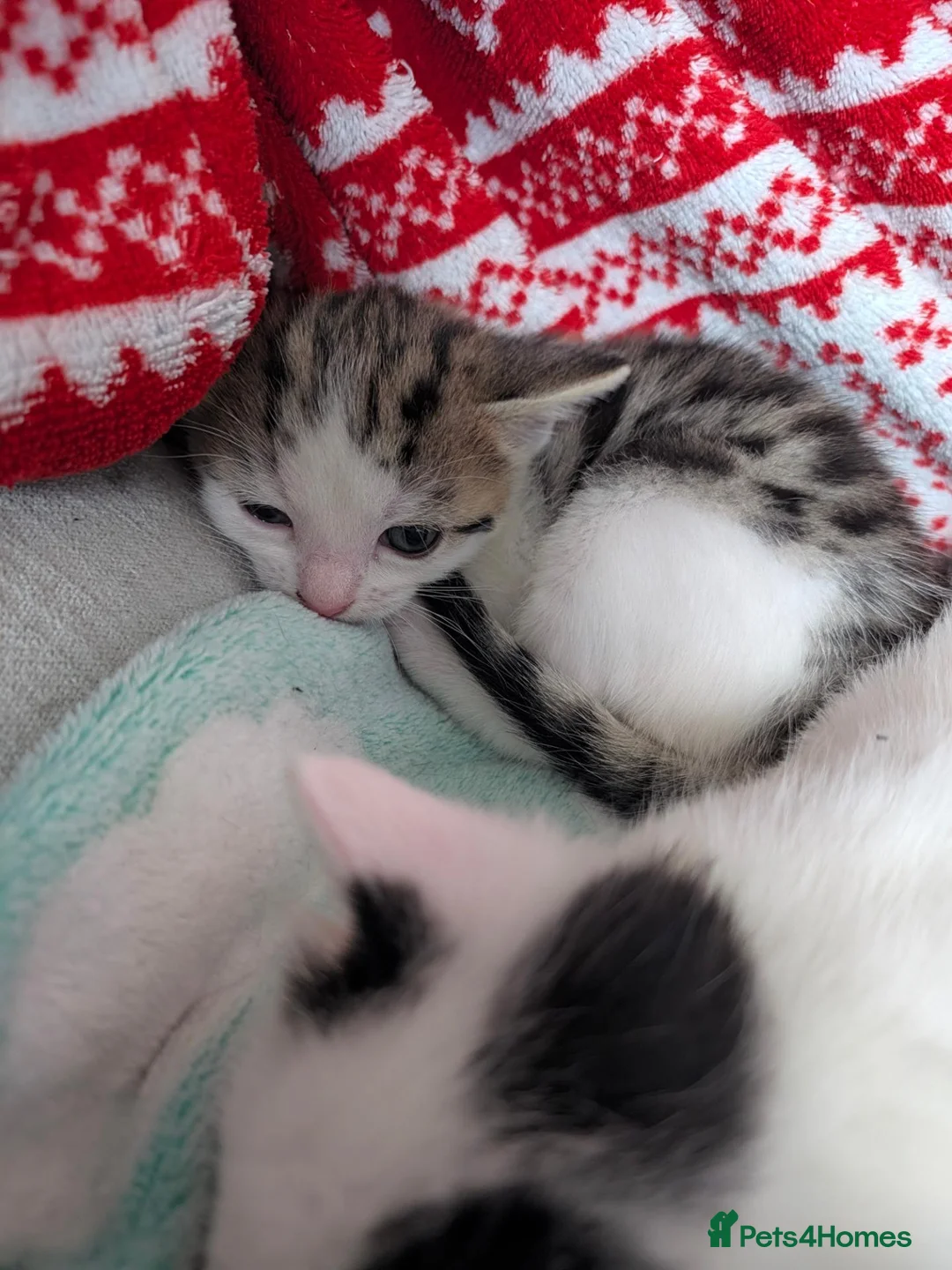 Mixed Breed cats for sale: 2 female kittens to go to a good home  in Macclesfield - Advert 2
