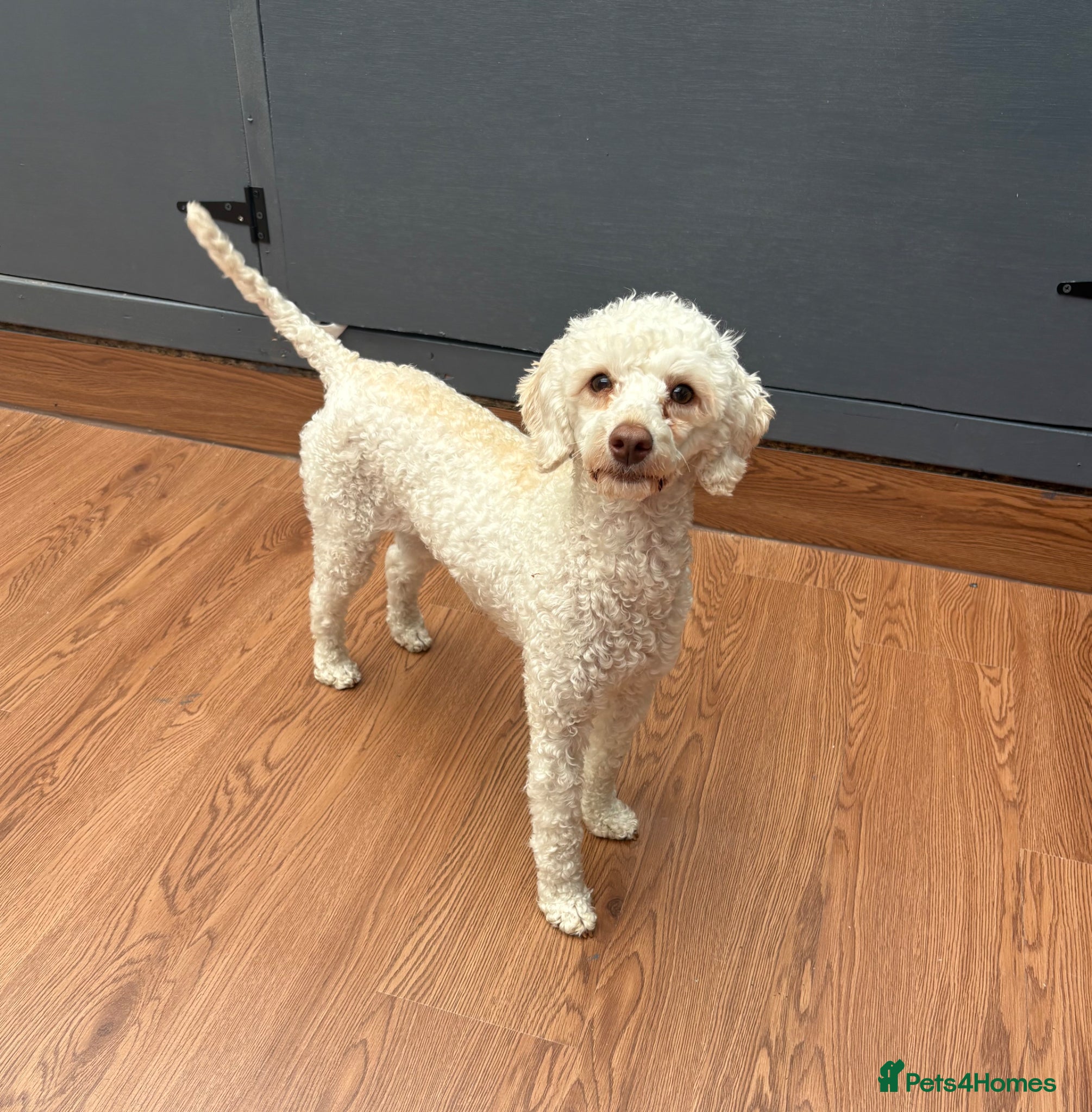 Miniature Poodle dogs for sale: Miniature poodle bitch - Advert 1
