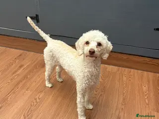 Miniature Poodle dogs Miniature poodle bitch - Advert 4