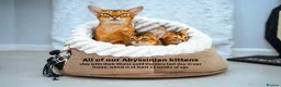 Abyssinian cats for sale: Buddy-Silver Abyssinian boy-Available-TOP quality - Advert 38