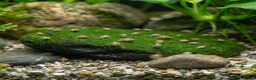 Snails invertebrates for sale: Bladder Snails - Algae Eater in Telford - Advert 2