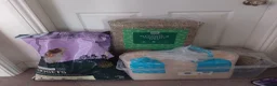 Guinea Pig rodents for sale: Pair guinea pigs  in Bishop Auckland - Advert 5